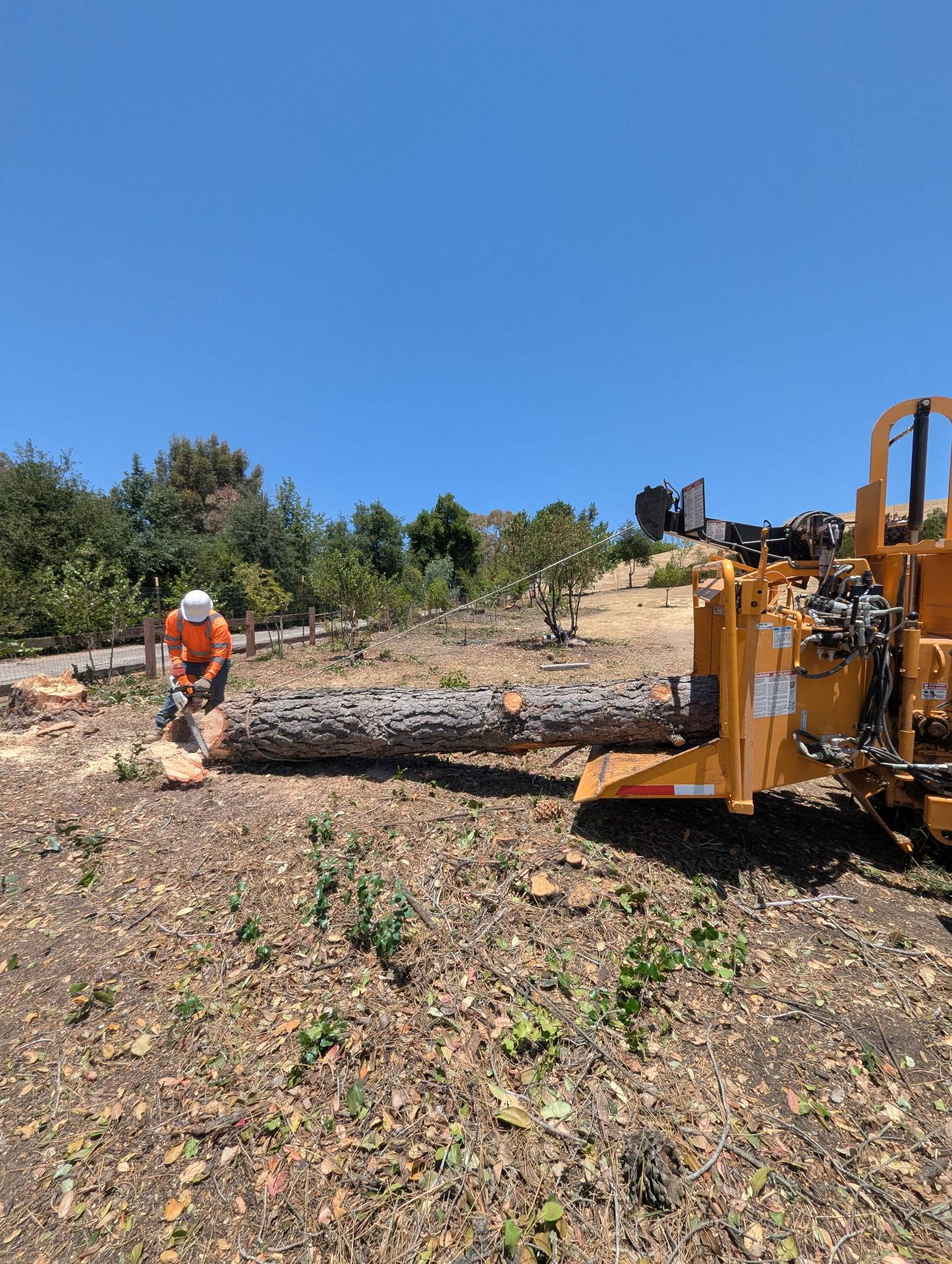 Stump Grinding